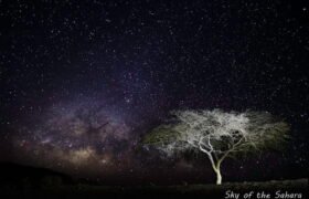 Voie lactée au-dessus d’un acacia dans la Tadrart en Algérie