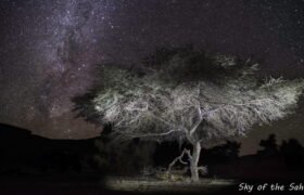 Acacia éclairé sous un ciel étoilé dans la Tadrart algérienne